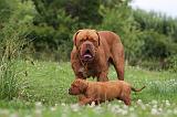 DOGUE DE BORDEAUX 274